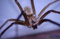 /album/arachnida/loxosceles-laeta-2-jpg/